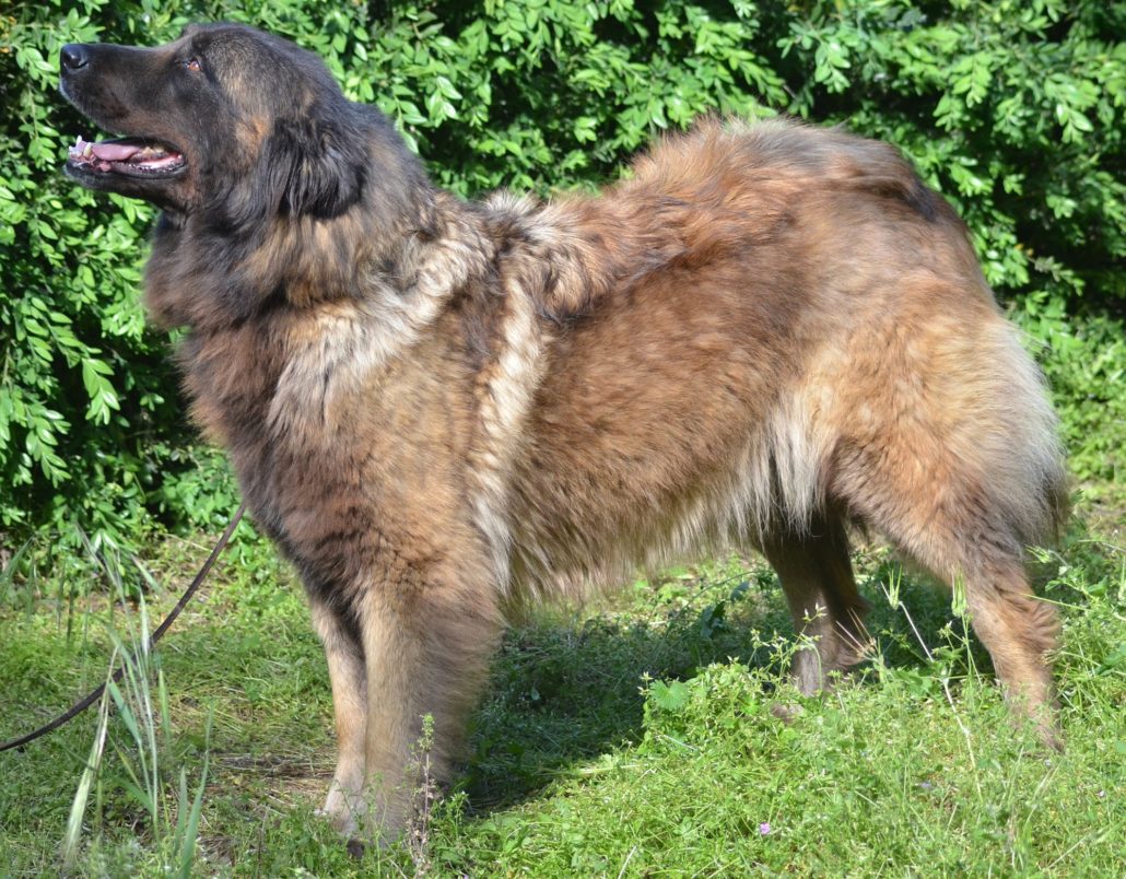 Cão Serra da Estrela - Farrusca
